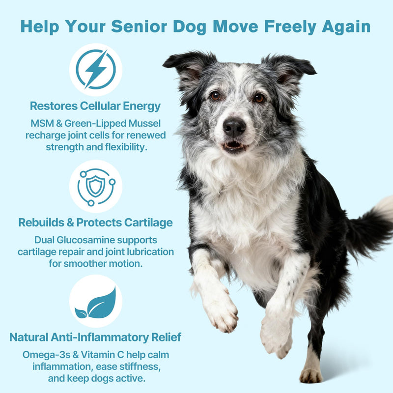 Hip & Joint Senior Dog Supplement–Advanced Glucosamine Chondroitin for Dogs with MSM, Green Lipped Mussel,and Omega-3 – Supports Mobility and Reduces Joint Pain for Senior Dogs(120ct Chewable Tablets)