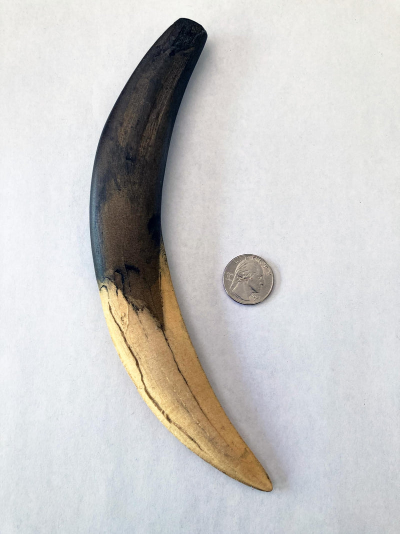 Sabertooth Cat Canine Replica – Smilodon fatalis Saber Tooth Fossil Cast | 10" Long