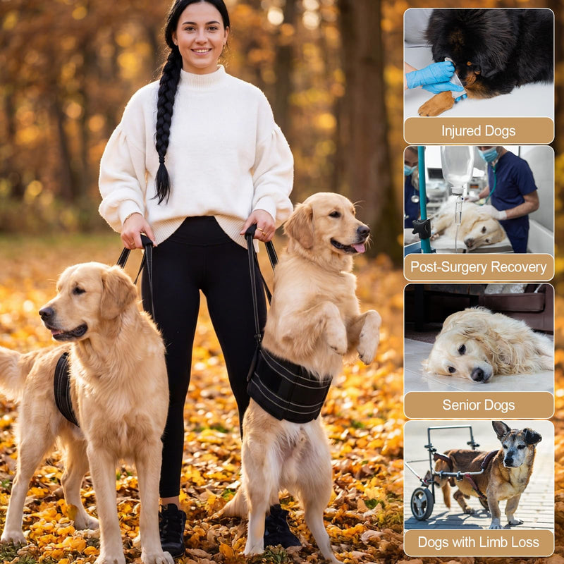 Adjustable Dog Lift Harness Portable Breathable Soft Dog Sling for Back Legs Support Rehab Harness for Summer Weak Rear Legs Senior Injured Disabled After Acl Surgery Pooch(Medium) M
