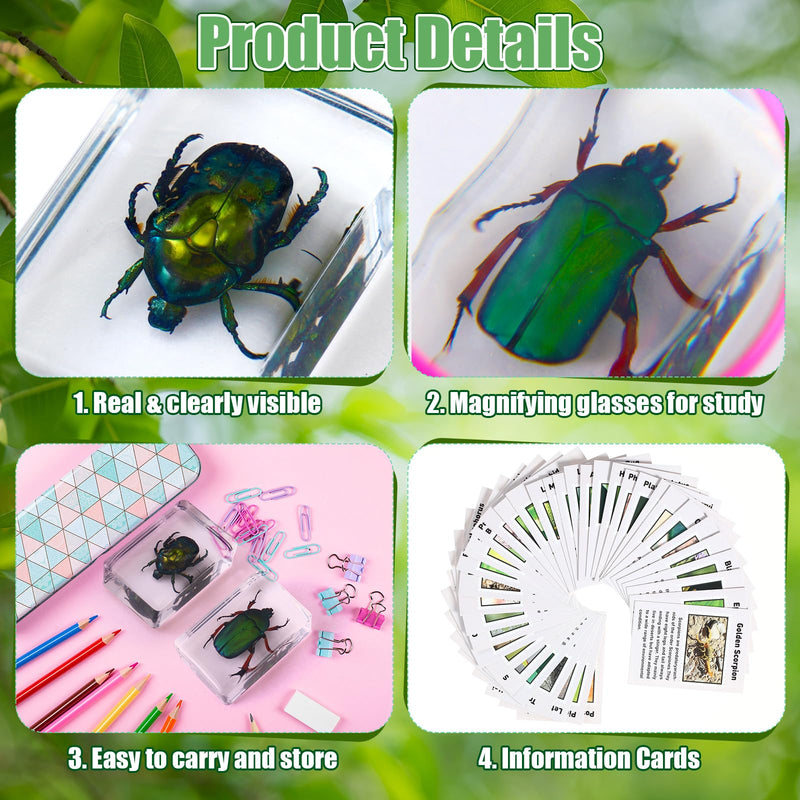 GlikCeil 12 Pcs Insect in Resin Specimen Bugs Discovery Kit Collection Paperweight Bug with Information Flash Cards Preserved in Resin with 10x Magnifier for Scientific Educational Display Supplies