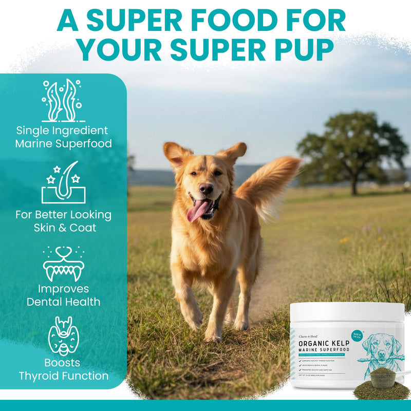 Kelp Supplement for Dogs - 16 oz of Kelp Powder Granules with 5cc Spoon - Good for Healthy Thyroid Function, Reduce Dental Plaque, and Skin Health - Made in the USA
