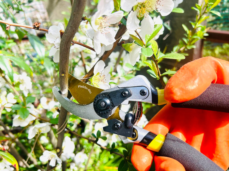 Bypass Pruning Shears Pro α 8" with SK-85 Japanese Standard Steel Blades, 3/4" Cut Capacity, Heavy Duty Gardening Hand Tools