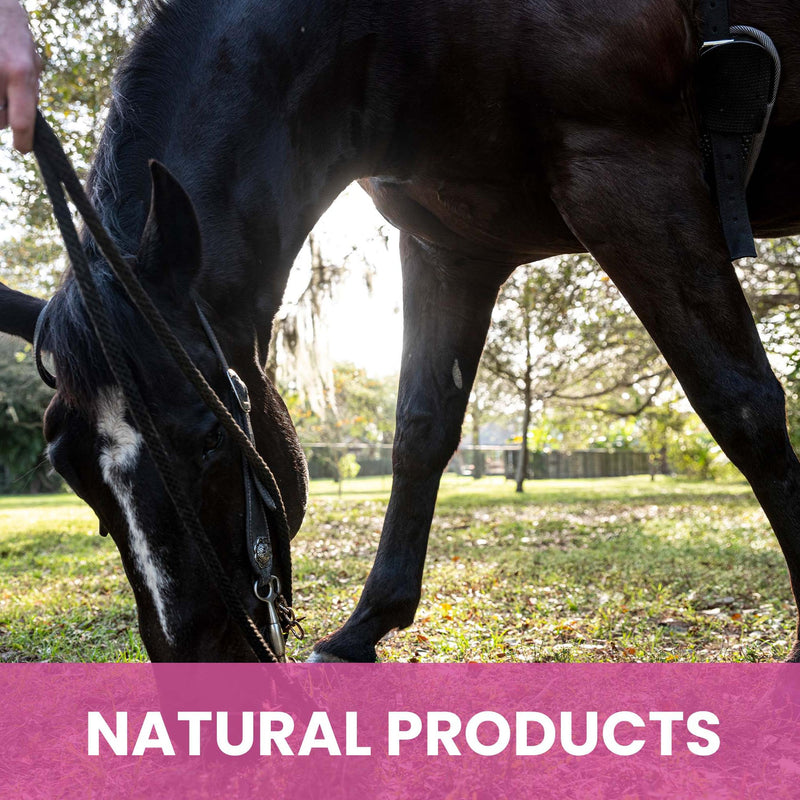 Holistic Natural Derived Calming Pet Shampoo for Anxiety: Veterinarian Recommended: Providing Stress Relief for Dogs, Cats and Horses - Made in USA - 16 oz Calming, Lavender, Bergamot, Geranium - PawsPlanet Australia