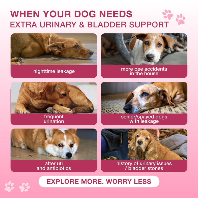 Dog UTI Support Chews with Cranberry & D-Mannose – Cranberry Supplement for Dogs, Urinary Tract & Bladder Support for Dogs, Dog Bladder Control, Kidney Health, Soft Duck Chews, 120 Bites
