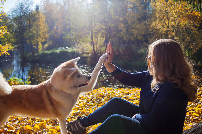 Vet's Advantage 100% Pure Spirulina for Dogs – Nature’s Powerful High Protein Superfood to Improve Skin and Coat, Aid Digestion, and Give a Boost to Your Dog's Overall Health - PawsPlanet Australia