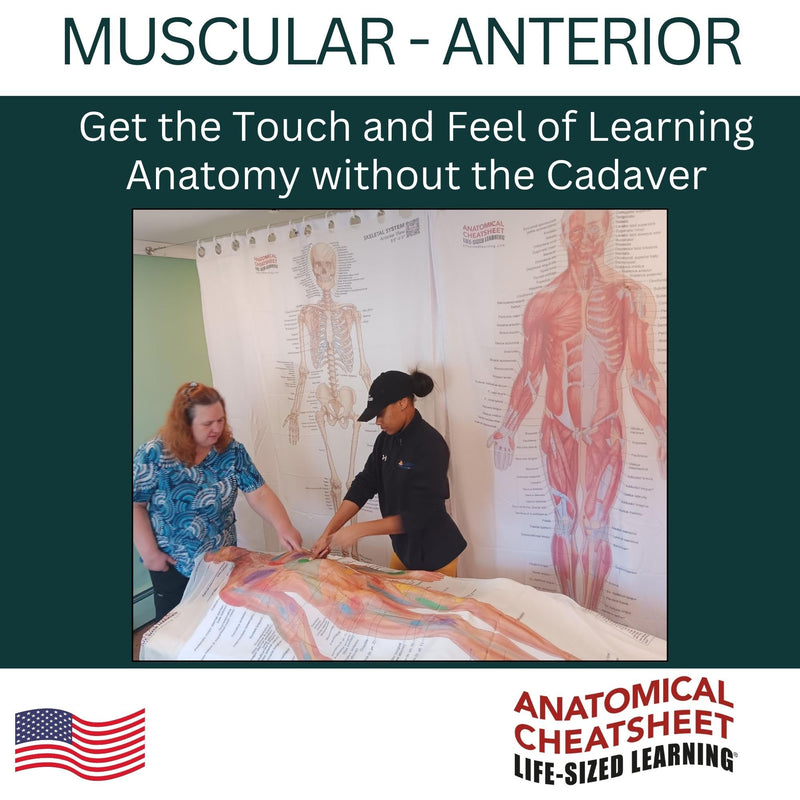Life-Sized Learning Muscular Anatomy Model Fabric Sheet – Anterior View of a Muscular System Model – Study Tool for Classroom, Students, Instructors - Medium 50" x 72" Muscular Anterior - Medium
