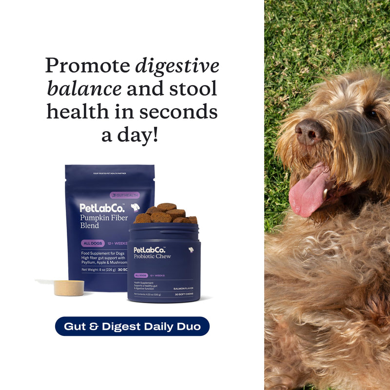 PetLab Co. – Gut & Digest Daily Duo: Pumpkin Powder Blend for Easy Digestion & Firm Stools for Small/Medium/Large Dogs & Salmon‑Flavoured Probiotic Chews to Support Gut & Immune Balance – Easy to Use