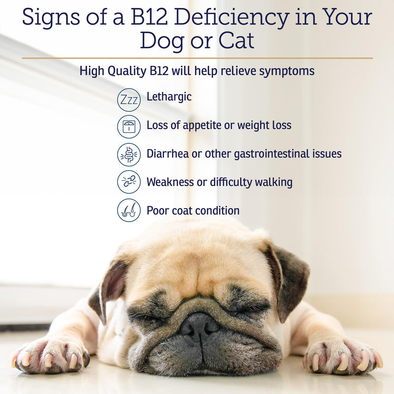 RX Vitamins B12 for Dogs and Cats - Dog Digestive Support for Improved Metabolic Process - Pure B12 for Cats to Support Nervous System - Ideal for your Dog Vitamins and Cat Supplies - 4oz