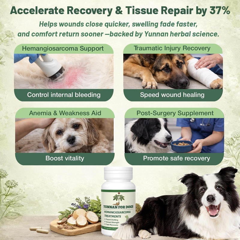 yu nan Capsules for Dogs – Natural Herbal Quick Stop Bleeding & Blood Support for Hemangiosarcoma, Hemoabdomen, Pericardial Effusion, Cancer Bleeding, Ulcers & Bloody Stools– 90 Capsules