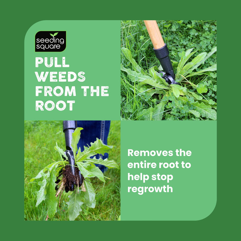 Seeding Square The Weed Gobbler Carbon Steel & Bamboo Stand-Up Weed Puller Tool for Dandelions and Single-Root Weeds – Ergonomic Lawn Weeder for Back-Friendly Weed Removal