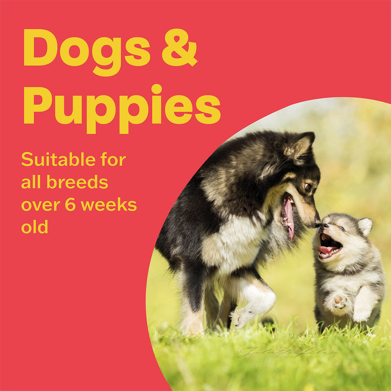 Bob Martin | Delicious Conditioning Tablets for Dogs, Rich in Vitamins | Supports Healthy Immune System | Nutritional Savoury Treat (100 Tablets) - PawsPlanet Australia