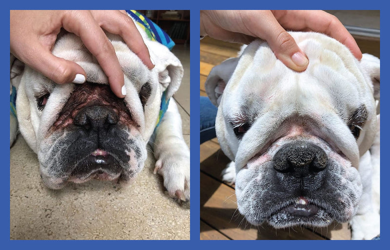 Squishface Wrinkle Paste + Wrinkle Wipes + Flexible Silicone Dog Wrinkle Cream Applicator Bundle - Softer, Cleaner Way to Clean Your Dog's Face - Great for All Breeds! - NewNest Australia