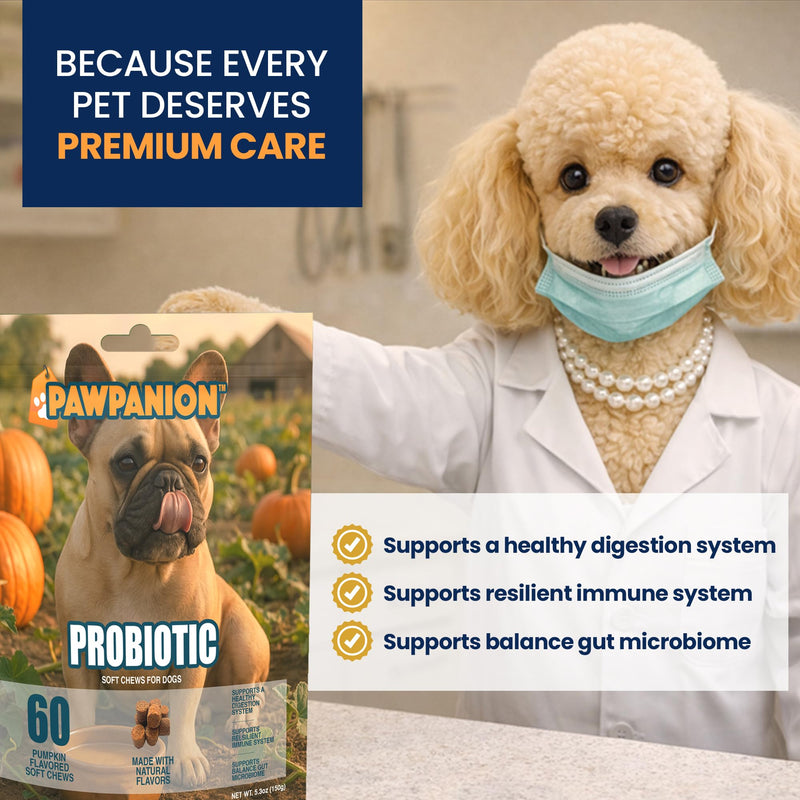 Probiotic Soft Chews for Dogs, Gut Health & Digestive Support, 6 Billion CFU + Enzymes + Prebiotics, Immune Support, 60 Soft Chews Pumpkin Flavor Probiotic
