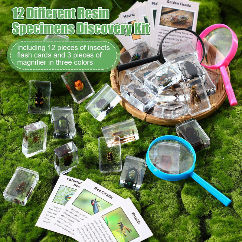 GlikCeil 12 Pcs Insect in Resin Specimen Bugs Discovery Kit Collection Paperweight Bug with Information Flash Cards Preserved in Resin with 10x Magnifier for Scientific Educational Display Supplies