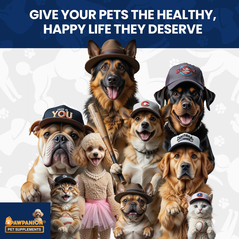 Probiotic Soft Chews for Dogs, Gut Health & Digestive Support, 6 Billion CFU + Enzymes + Prebiotics, Immune Support, 60 Soft Chews Pumpkin Flavor Probiotic