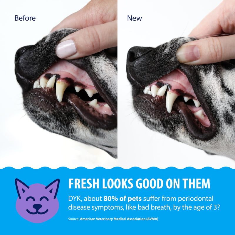 Dental Fresh Water Additive for Dogs and Cats, Clean Teeth and Fresh Breath, Daily Pet Oral Care, Flavorless, 32 fl oz 32 Fl Oz (Pack of 1)