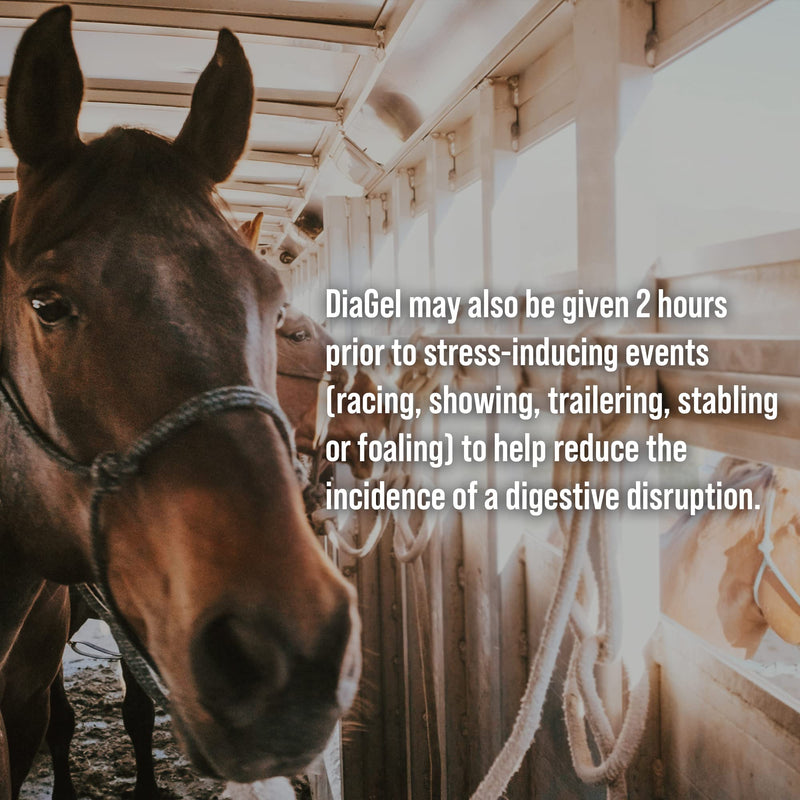 DiaGel for Equine - All Natural Horse Supplement to Help Maintain Digestive Health & Function - Oral Gel to Help Control Diarrhea - Natural Horse Products - PawsPlanet Australia