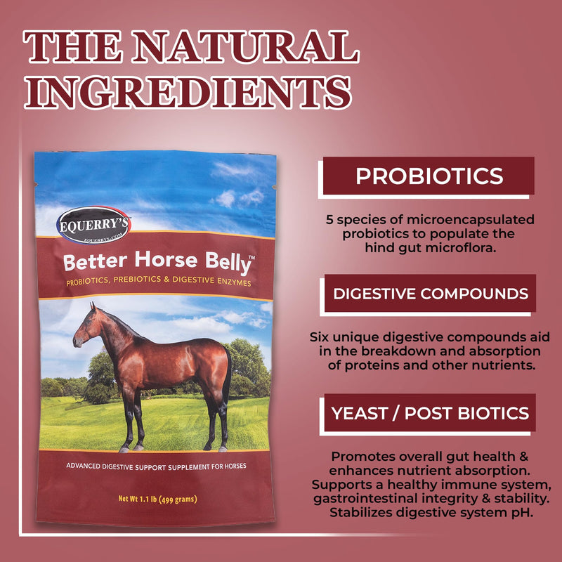 EQUERRY'S Better Horse Belly - Horse Supplement with Gut Support | Horse Probiotics with Prebiotics and Digestive Enzymes | for Colic, Digestive Upset, 1.1LB - PawsPlanet Australia