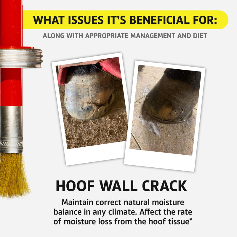 Equine One Natural Hoof Dressing - 100% All-Natural Hoof Care Product - Abscesses || Thrush || White Line || Quarter Crack (16 fl.oz) 16 fl.oz