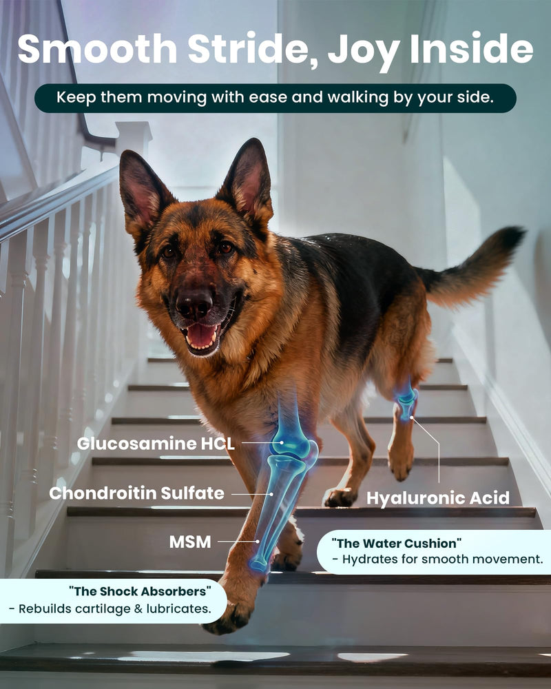 NAD+ Glucosamine for Dogs Hip and Joint Supplement - 300 Soft Chews - Advanced Mobility Support with MSM, Chondroitin, Resveratrol & CoQ10 - Healthy Aging & Vitality Brown