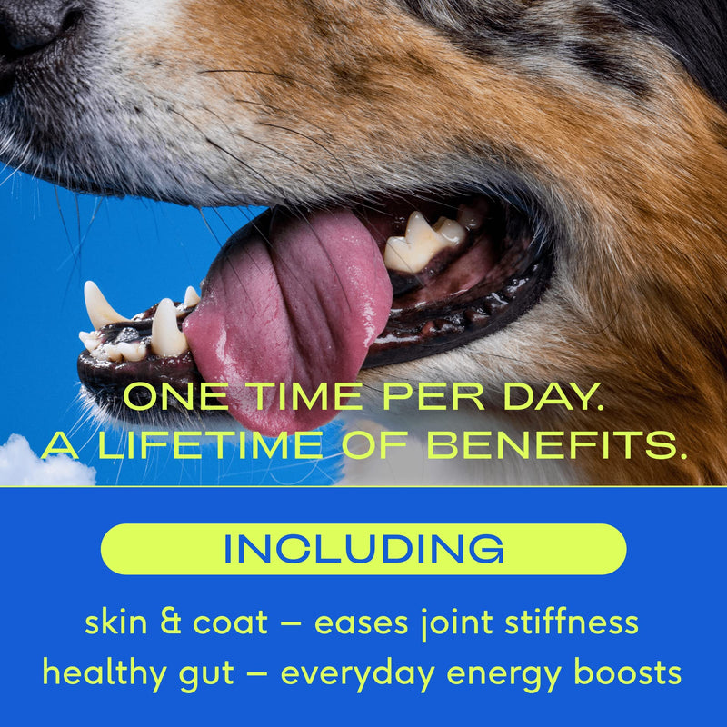 Native Pet | The Daily Dog Supplement | 10 in 1 Multivitamin for Dogs | Dog Vitamins and Supplements | Supplement for Mobility, Energy, Gut, Skin & Coat | 16 Active Ingredients | 3.9 oz - PawsPlanet Australia