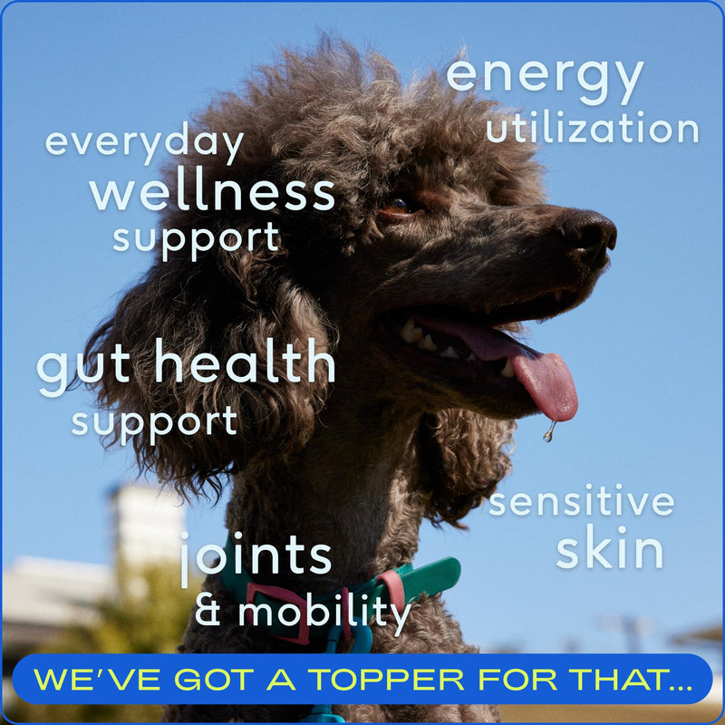 Native Pet The Daily Dog Supplement - 11 in 1 Dog Multivitamin - Tasty Scoop with Dog Vitamins and Supplements - Super Multi Vitamin for Dog - 12 Active Ingredients (7 oz.) 7 oz. - PawsPlanet Australia