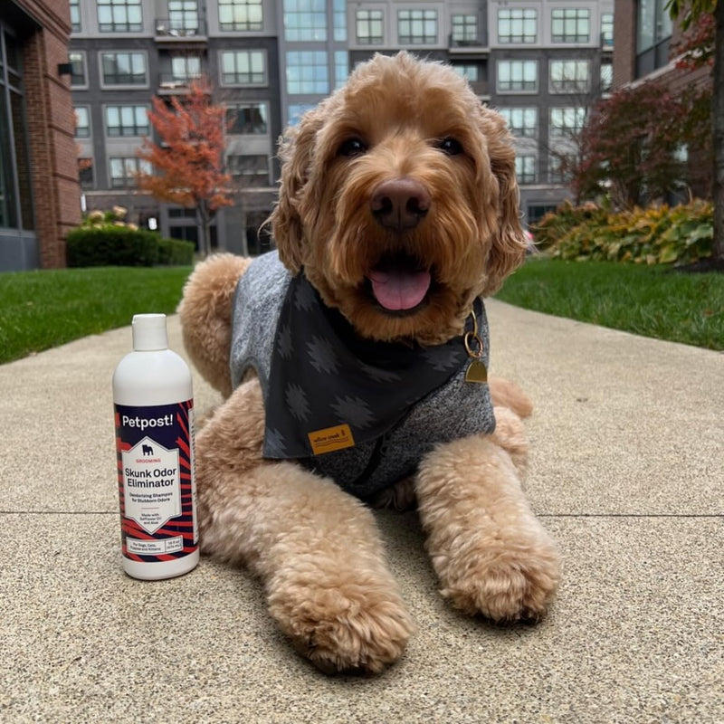 Petpost | Skunk Odor Shampoo for Dogs - Naturally Effective Deodorant Shampoo and Bad Smell Killer - Skunk Shampoo for Dogs or Cats 16 oz. 16oz. - PawsPlanet Australia
