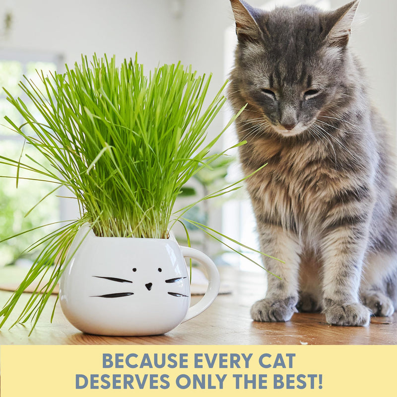 The Cat Ladies Organic Cat Grass for Indoor Cats - Growing Kit with Organic Seed Mix, Soil and White Cat Planter. Natural Hairball Control and Digestion Remedy, Cat Gifts - PawsPlanet Australia