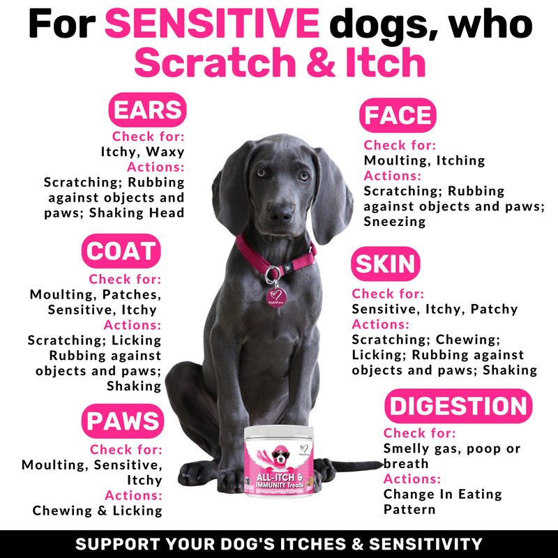 NutriPaw All-Itch Immunity Treats For Dogs - Soothe Itchy Paws, Eyes, Ears, Skin - Stop Itching, Licking, Scratching - Perfect for Small, Medium & Large Dogs - Supports Seasonal Itching - PawsPlanet Australia