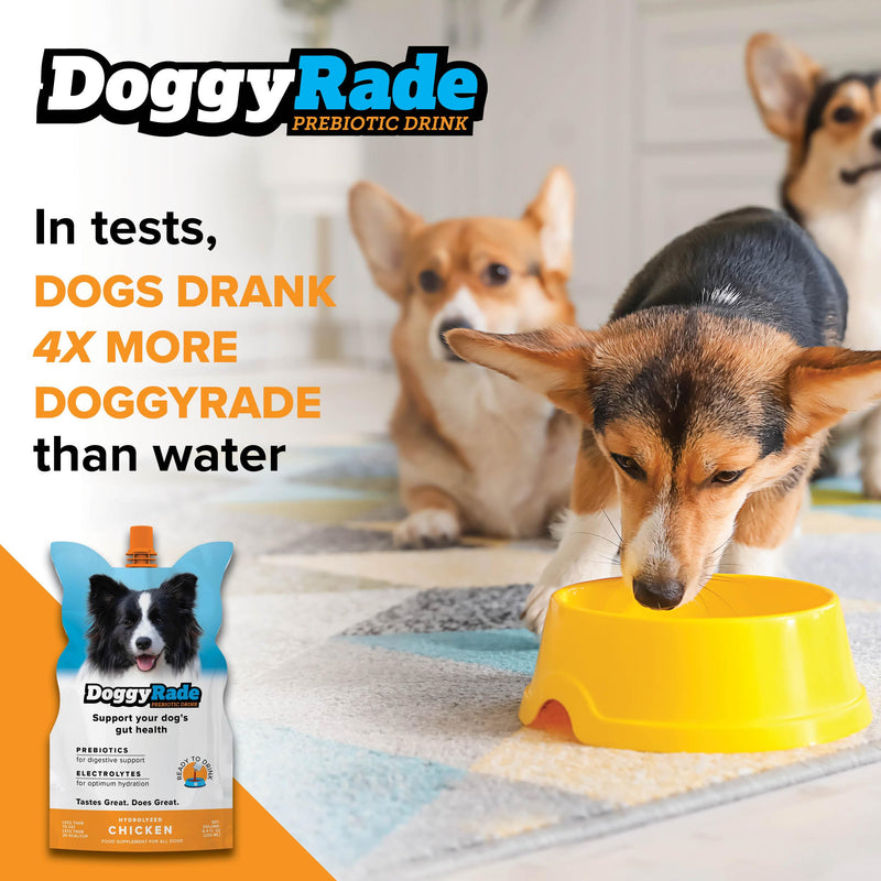 DoggyRade – Dog Sports Drink (Prebiotic, Isotonic Drink for Dogs) | Electrolytes, Nutrients & Amino Acids | Quick Hydration Drink for Dogs + Low Cal | More Than Just Water! | Chicken Flavor | 3x250ml DoggyRade (250ml x 3)