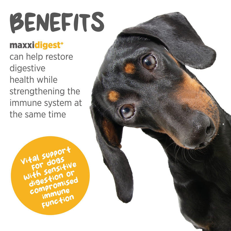 maxxidigest+ Probiotic & Prebiotic Powder Supplement - Digestive & Immune Support for Dogs, 13.2oz 13.2 Ounce (Pack of 1) - PawsPlanet Australia