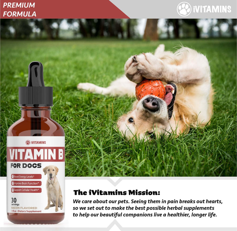 Vitamin B for Dogs | Vitamin B Complex for Dogs | Vitamin B12 for Dogs | Dog Vitamins | B12 Vitamins for Dogs | Vitamin B Dog Supplements | B Complex for Dogs | B12 for Dogs | Do1 fl oz: Bacon Flavor - PawsPlanet Australia