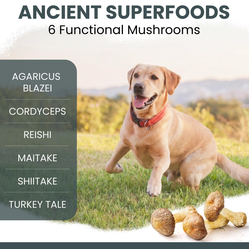 Mushroom Supplement for Dogs with Organic Turkey Tail, Shiitake, Reishi, Colostrum, and Fish Oil - Immune Support Mushroom Complex, 90 Soft Chews - Made in the USA