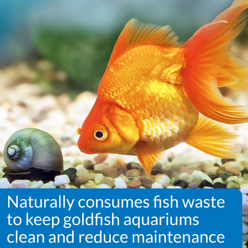 API Goldfish Protect Aquarium Water Conditioner 4-Ounce Bottle (Pack of 2) Water Conditioner (Pack of 2)