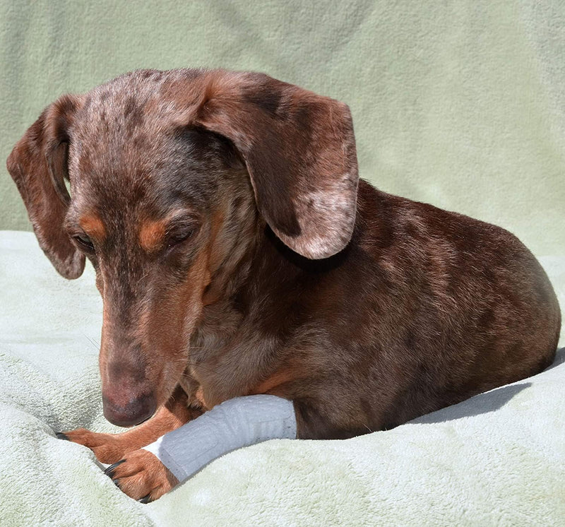 PawFlex Joint and Large Area Wound Bandages for Dogs Cats & Other Pets. Great for Leg Joint sprains and Tail Injuries! Non Adhesive Breathable Non-Slip Disposable Washable Value Pack (2XS/XS 12pk) White 2XS/XS 12pk