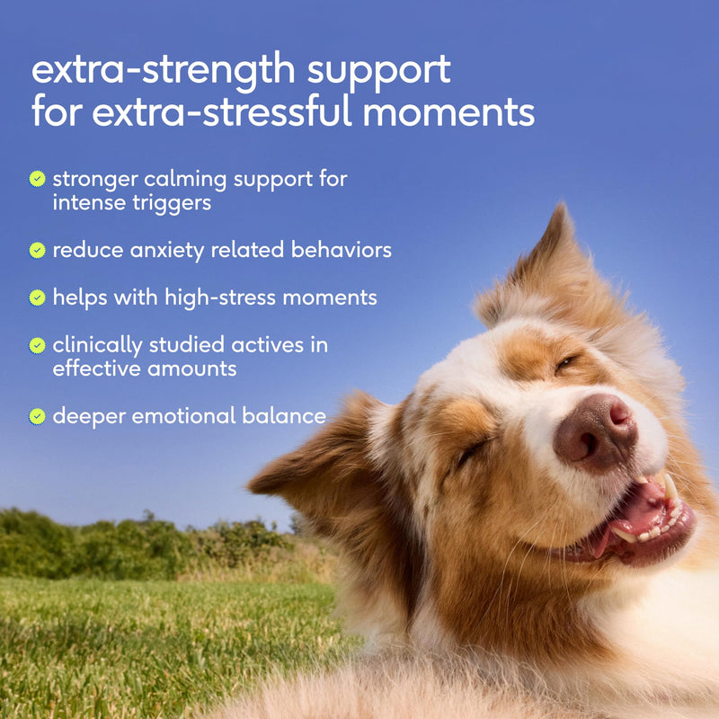 Native Pet Advanced Calming Chews for Dogs 60 Ct & 5 Small Yak Cheese Himalayan Dog Chews - Long Lasting Dental Sticks for Small Breeds Supports Mental Enrichment & Helps with Anxiety Related Behavior