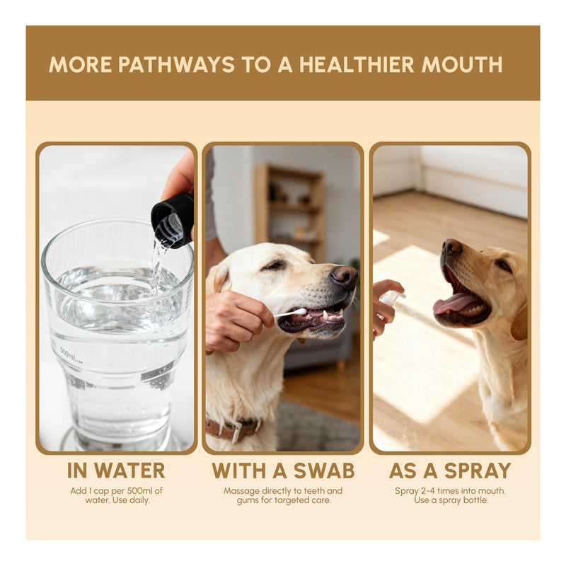 Advanced Probiotic Pet Dental Water Additive, Bio-Active Formula to Fight Oral Bacteria at The Source, Freshens Breath, Reduces Plaque & Tartar, Just Add to Water, Vet Recommended, 9.8 oz