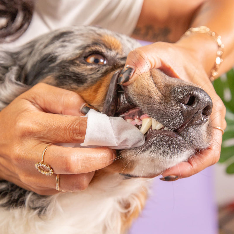 SKOUT'S HONOR Pet Dental Wipes - Fights Plaque and Tartar, Freshens Breath Fast, No Brushing Required, 50 Sheets Dental Wipes- Flavorless - PawsPlanet Australia