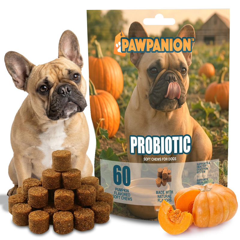 Probiotic Soft Chews for Dogs, Gut Health & Digestive Support, 6 Billion CFU + Enzymes + Prebiotics, Immune Support, 60 Soft Chews Pumpkin Flavor Probiotic