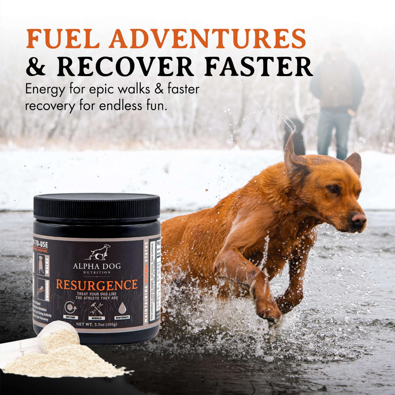 Resurgence Dog Electrolytes by Alpha Dog Nutrition | Promote Dog Hydration, Increase Stamina, and Boost Recovery | Electrolyte Water Additive or Food Topper to Prevent Dehydration with Beef Flavoring - PawsPlanet Australia