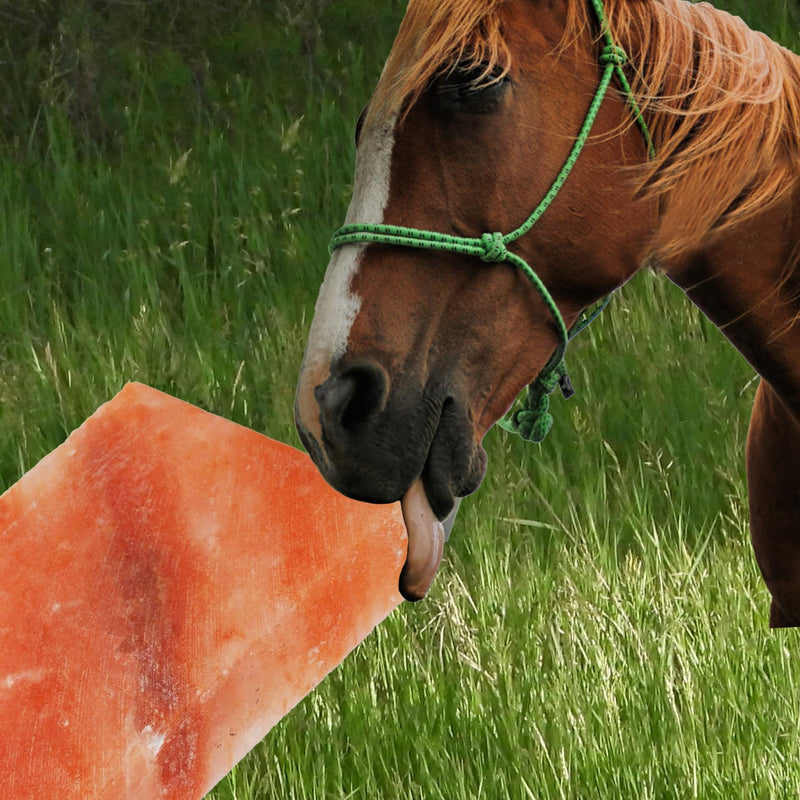 Himalayan Pink Salt Blocks for Horses,Natural Mineral Deer Salt Block Animal Licking Salt Rectangle Horse Salt Lick Brick for Cattle Goats Cows and Other Livestock(1 Pcs | 8 x 4 x1 Inches) - PawsPlanet Australia