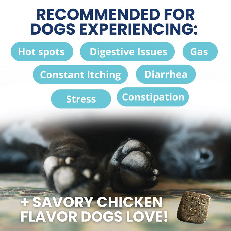 Under the Weather Probiotic Chews for Dogs | Daily Probiotics and Prebiotics for Digestive Health Gut | Balance and Immune Support | Vet Formulated Dog Digestive Supplement | Chicken Flavor | 60 Count