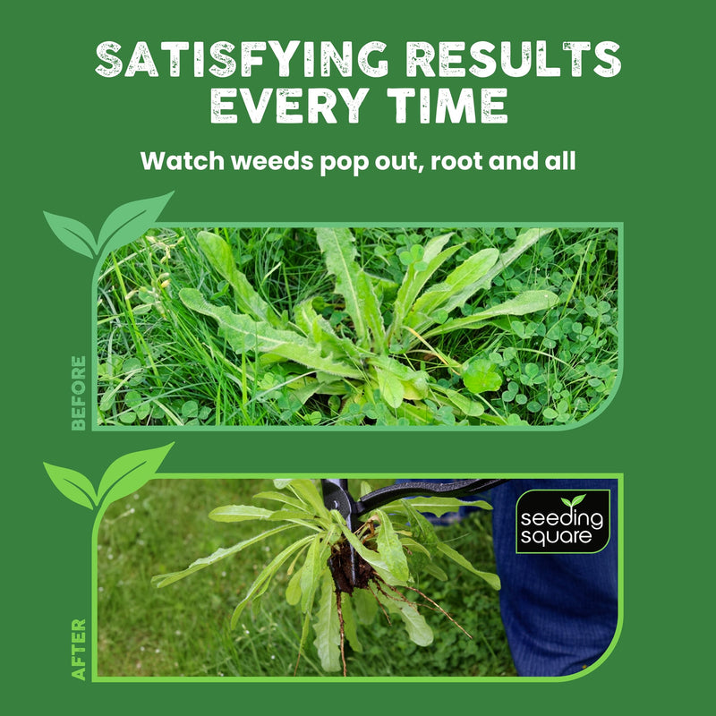 Seeding Square The Weed Gobbler Carbon Steel & Bamboo Stand-Up Weed Puller Tool for Dandelions and Single-Root Weeds – Ergonomic Lawn Weeder for Back-Friendly Weed Removal