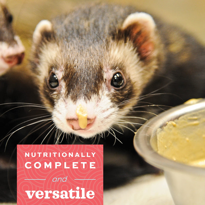 Oxbow Critical Care Carnivore - Nutritionally Complete Feeding Assist Formula for Small Animals & Pets (70g) 2.47 Ounce (Pack of 1)