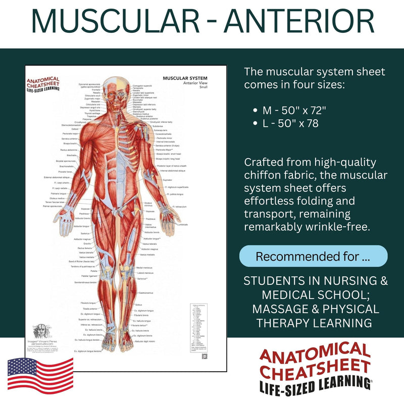 Life-Sized Learning Muscular Anatomy Model Fabric Sheet – Anterior View of a Muscular System Model – Study Tool for Classroom, Students, Instructors - Medium 50" x 72" Muscular Anterior - Medium