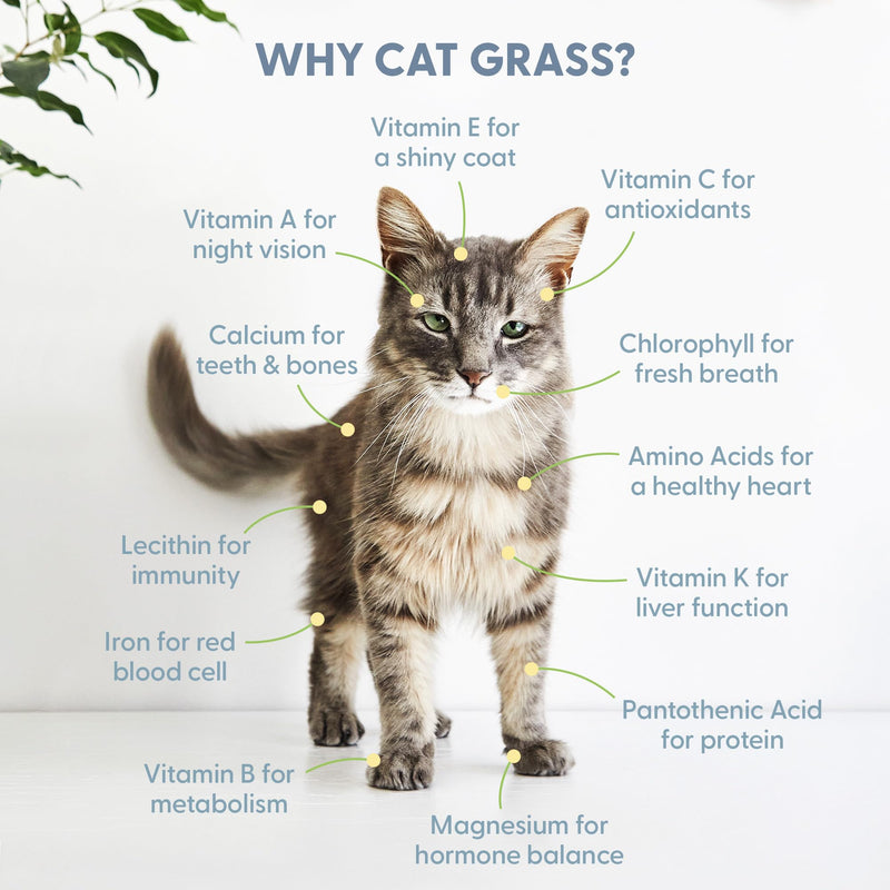 The Cat Ladies Organic Cat Grass for Indoor Cats - Growing Kit with Organic Seed Mix, Soil and White Cat Planter. Natural Hairball Control and Digestion Remedy, Cat Gifts - PawsPlanet Australia