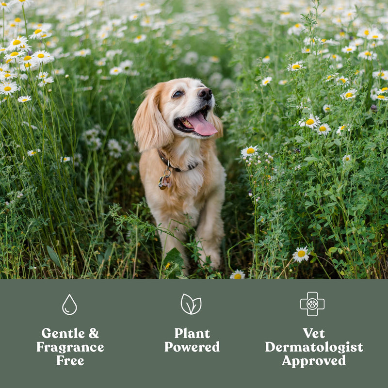 Dandylion Clean Paws | No-Rinse Puppy Paw Cleaner & Dog Paw Wash | Gentle, Fragrance-Free, pH Balanced Foaming Cleanser with Silicone Bristle Brush | Safe for All Dogs | 5 fl oz 5 Fl Oz Bottle with Brush