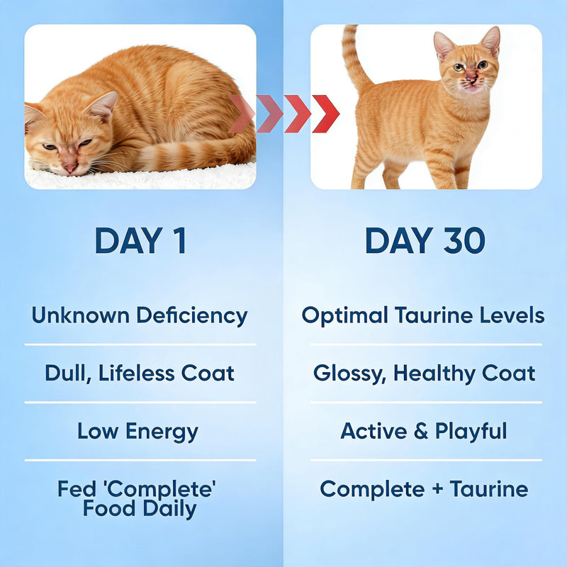 KittySupplement Taurine Powder for Cats,Heart Health & Vision Care, Essential for Feline Daily Wellness,200 Grams
