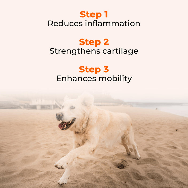 G-Max Joint Support for Dogs - Maximum Strength Hip & Joint Supplement with Glucosamine, Chondroitin, MSM etc - Relieves Arthritis Pain & Hip Dysplasia - Bacon Flavor, 60 Chews - PawsPlanet Australia