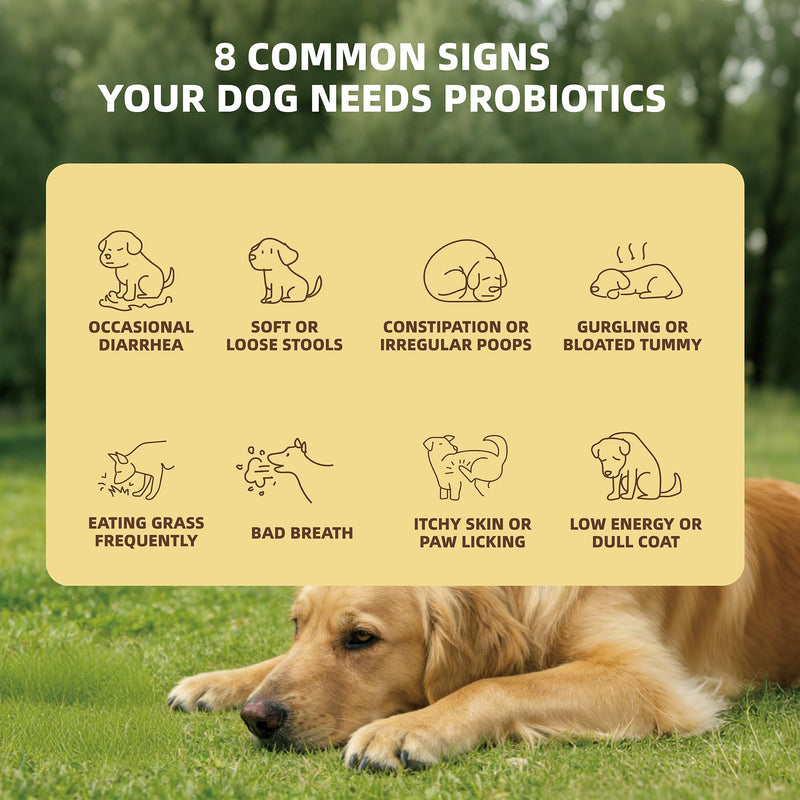 APL Probiotics for Dogs, Digestive Health Supplement with 6 Probiotics and 6 Billion CFUs, Supports Gut Health and Immune System, Helps Sensitive Stomachs, Beef Flavor Soft Chews, 300 Count